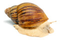 Archachatina marginata ovum typ 1 albino body adult